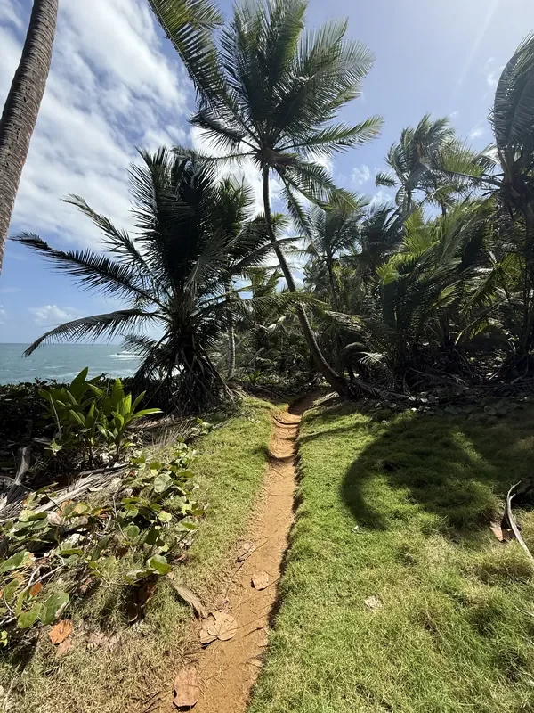 Scenic beachfront hiking trail lined with palms in Puerto Rico