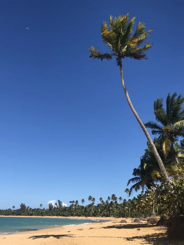 Palm trees and ocean view at Piñones Beach in Puerto Rico