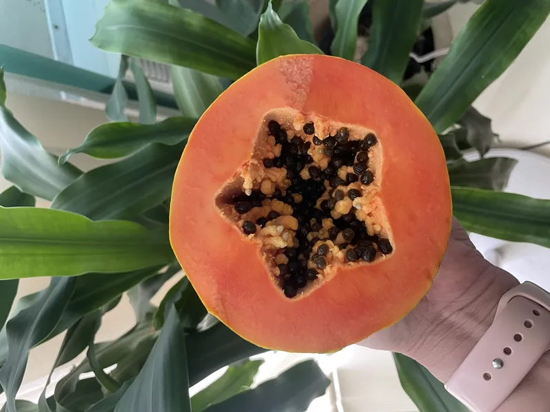Freshly cut papaya served at Root to Rise Retreat in Puerto Rico