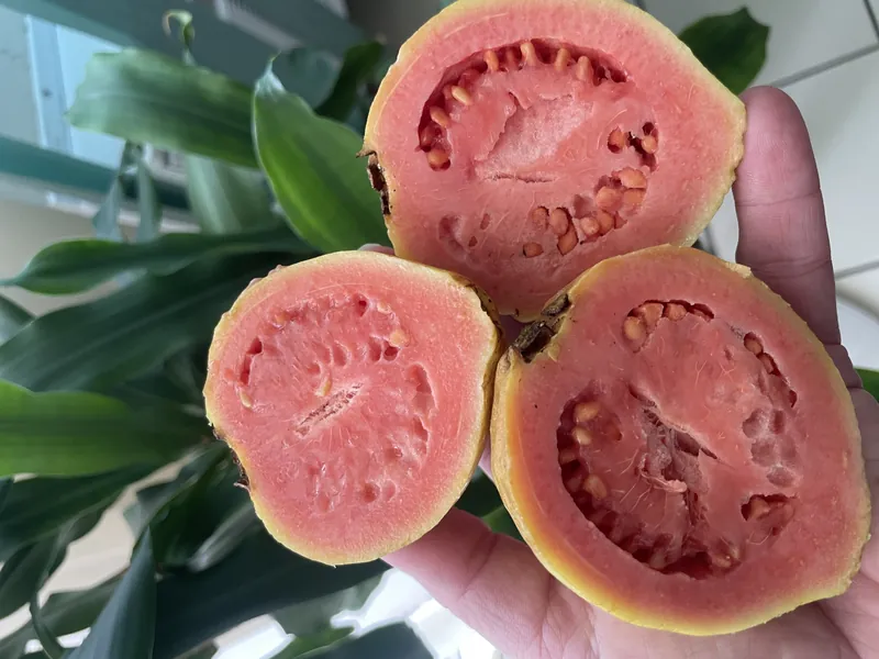 Fresh passion fruit from Puerto Rico enjoyed during Root to Rise Retreat